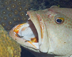 Tiger Grouper being cleaned by Cleaner Gobies on Little C... by Deborah Chambers 